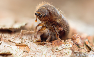 甲虫将树木的防御机制转化为武器——但真菌会反击