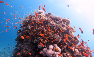 珊瑚礁控制着海洋微生物的昼夜节律