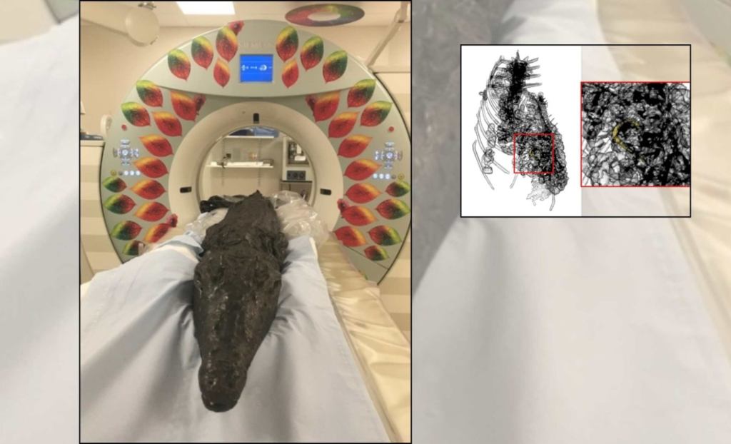 埃及发现鳄鱼木乃伊，胃内容物完好无损