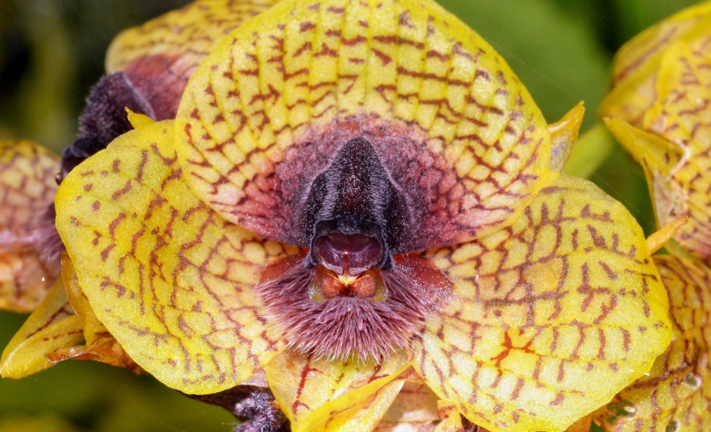 邱园从2026年发现的数百种新植物和真菌物种中选出了他们最喜欢的物种