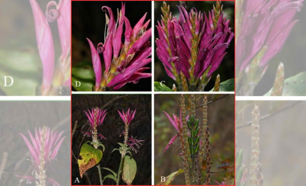 最近发现的植物物种已经濒临灭绝。