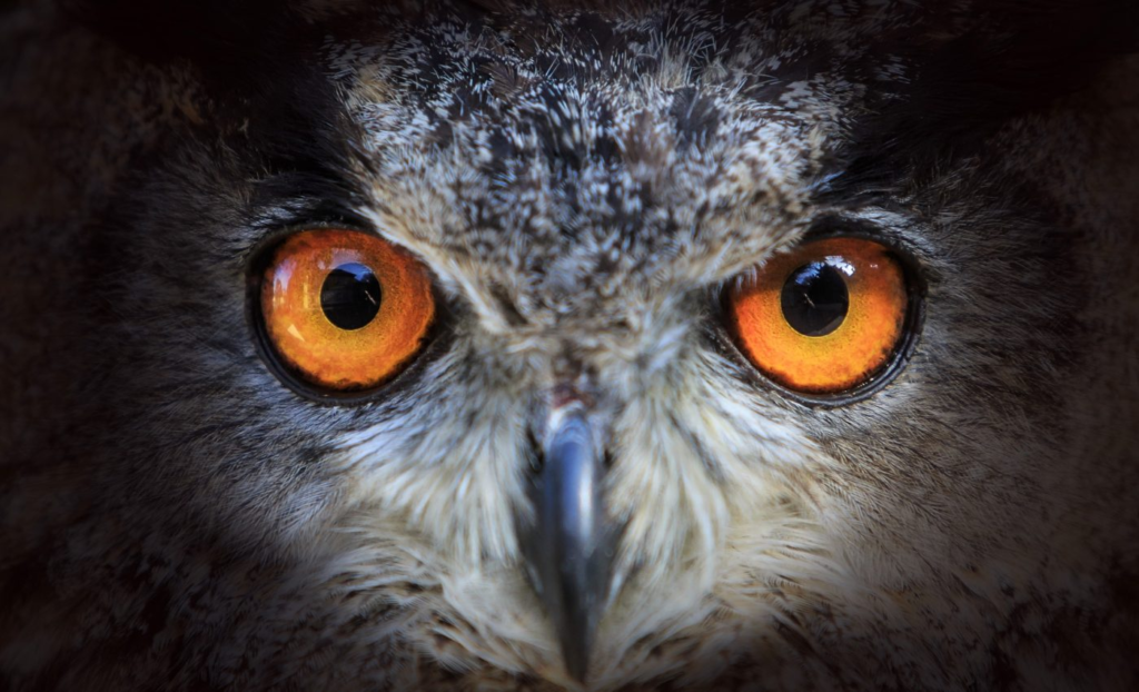 鸟瞰图拥有一些本不应该存在的能力