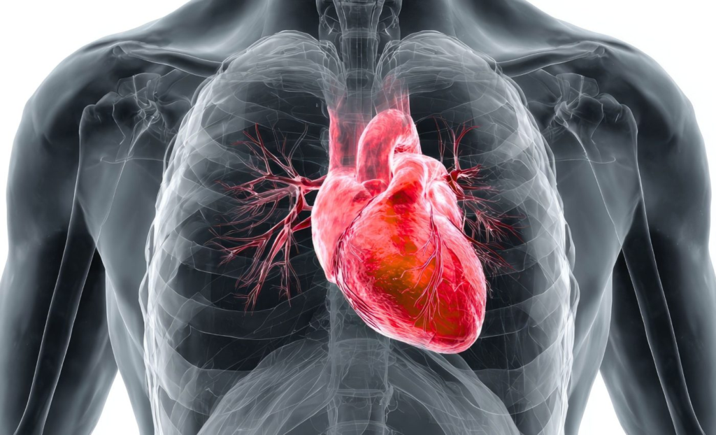 腹部脂肪可能是导致心脏健康不佳的最大单一因素