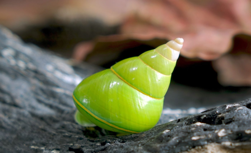 陆生蜗牛正以惊人的速度从岛屿上消失
