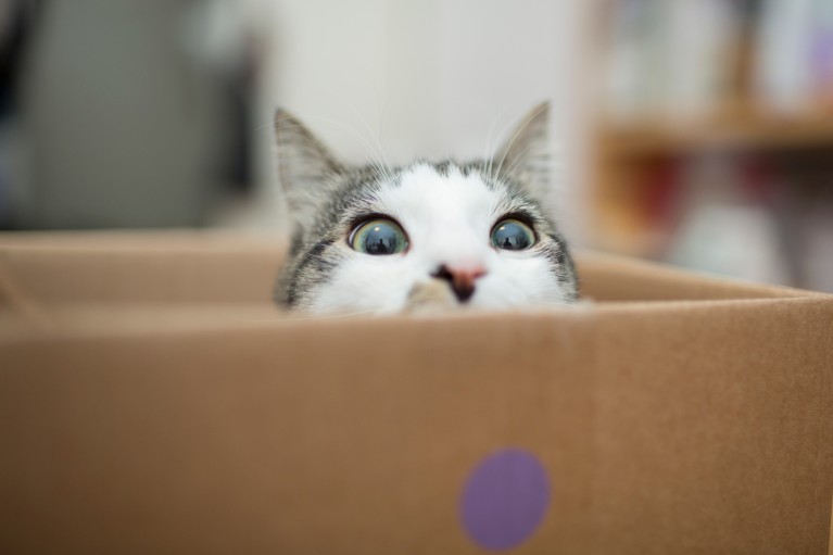 一只睁着大眼睛的灰白相间的猫从纸箱里探出头来。