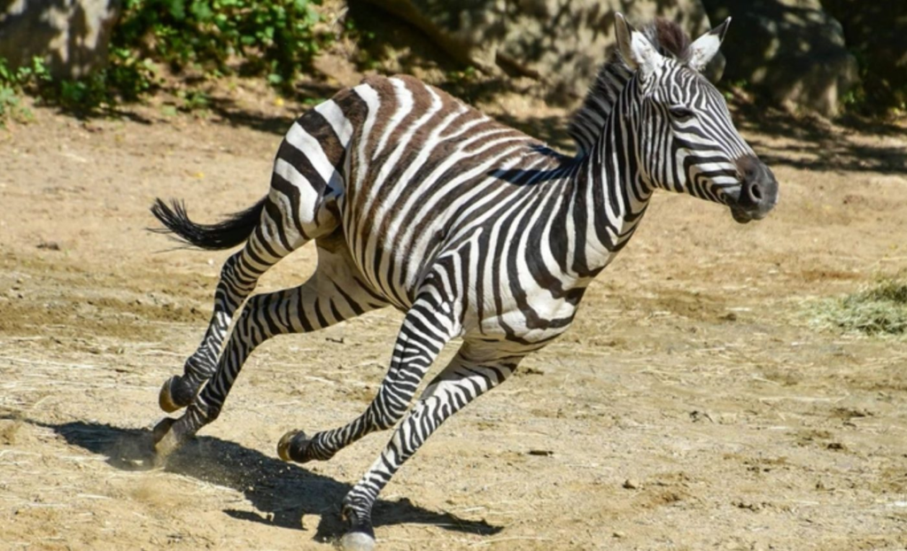 极度应激反应解释了为什么斑马无法被驯化。